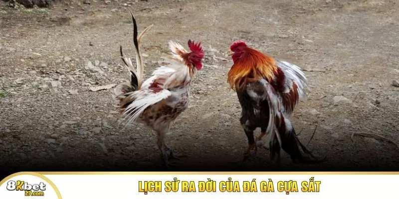 Lịch sử ra đời của đá gà cựa sắt