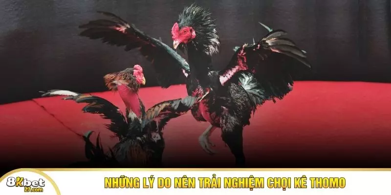 Những lý do nên trải nghiệm chọi kê Thomo